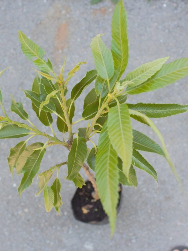 Edelkastaniebaum pflanzen