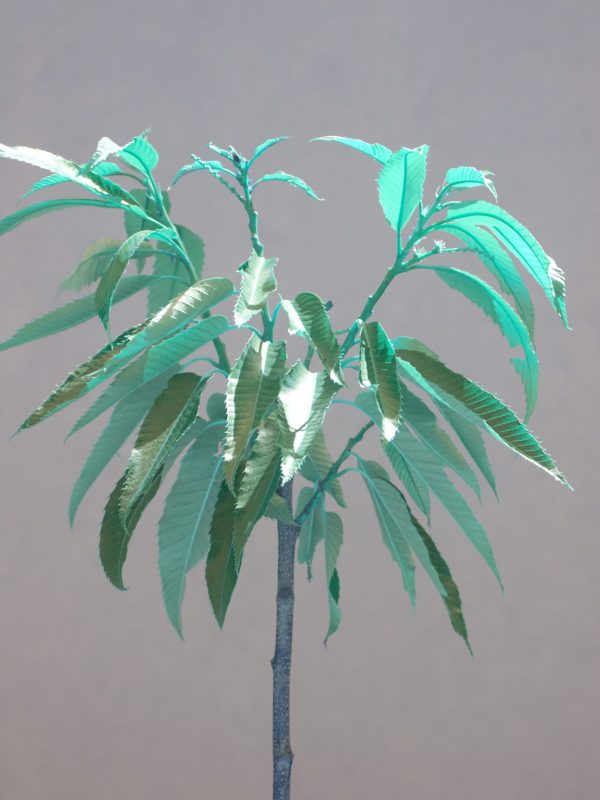 Edelkastanie pflanzen