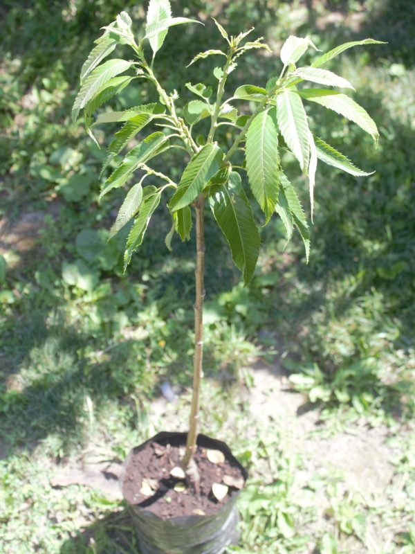 Maraval Edelkastanie